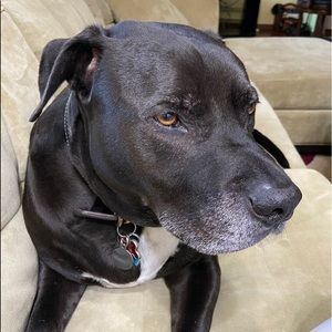 Meet your Posher, Darikhia